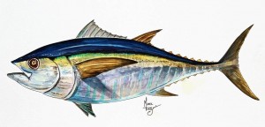 tuna.JPG